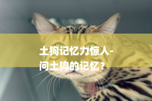 土狗記憶力驚人-
問土狗的記憶？