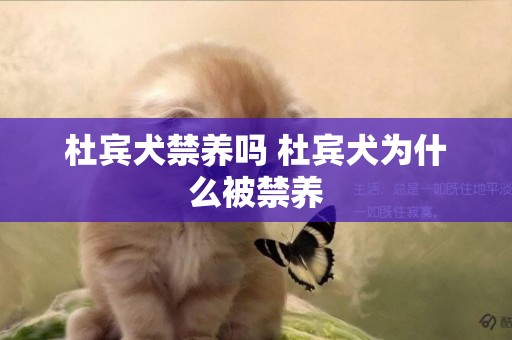 杜賓犬禁養嗎 杜賓犬為什么被禁養