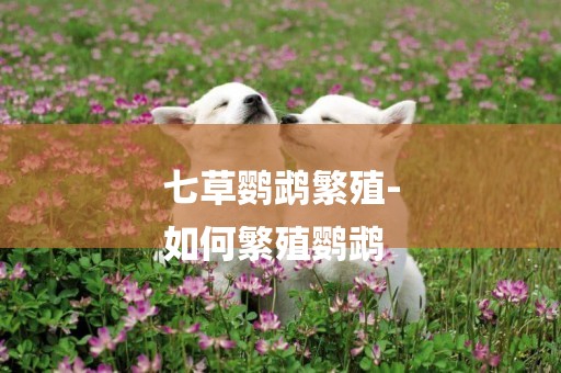 七草鸚鵡繁殖-
如何繁殖鸚鵡