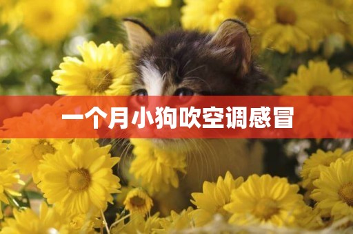 一個月小狗吹空調感冒