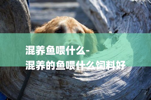 混養魚喂什么-
混養的魚喂什么飼料好