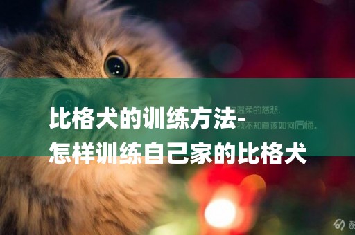 比格犬的訓練方法-
怎樣訓練自己家的比格犬