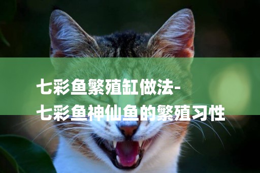 七彩魚繁殖缸做法-
七彩魚神仙魚的繁殖習性