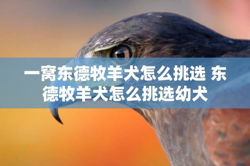 一窩東德牧羊犬怎么挑選 東德牧羊犬怎么挑選幼犬