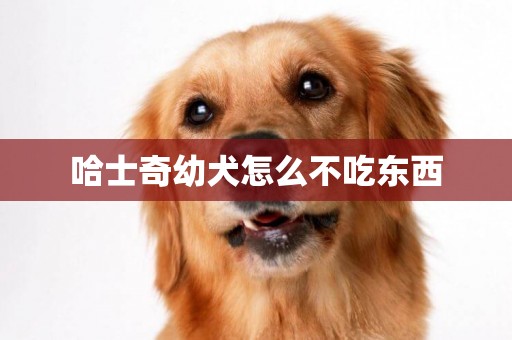 哈士奇幼犬怎么不吃東西