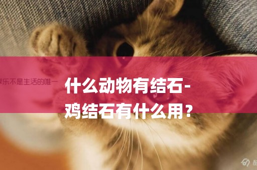 什么動物有結石-
雞結石有什么用？