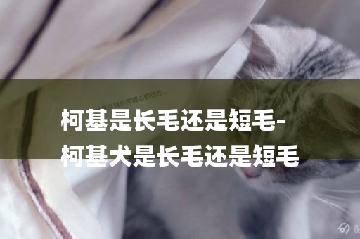 柯基是長毛還是短毛-
柯基犬是長毛還是短毛
