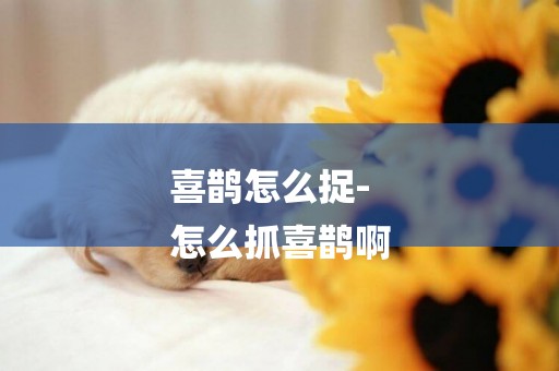 喜鵲怎么捉-
怎么抓喜鵲啊