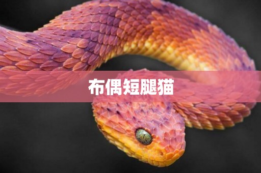 布偶短腿貓