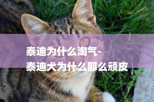 泰迪為什么淘氣-
泰迪犬為什么那么頑皮