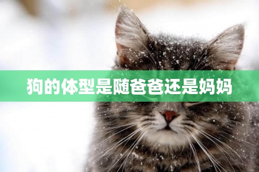 狗的體型是隨爸爸還是媽媽
