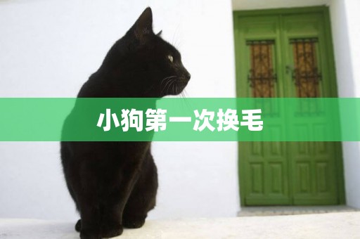 小狗第一次換毛
