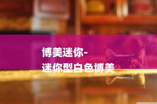 博美迷你-
迷你型白色博美