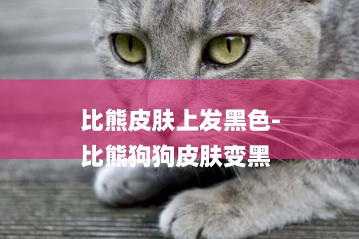 比熊皮膚上發黑色-
比熊狗狗皮膚變黑
