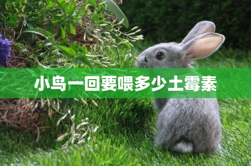 小鳥一回要喂多少土霉素