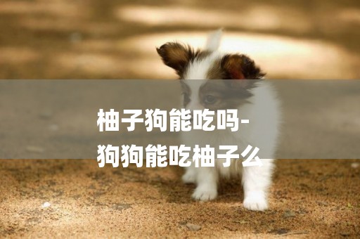 柚子狗能吃嗎-
狗狗能吃柚子么