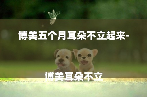 博美五個月耳朵不立起來-
博美耳朵不立