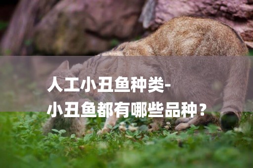 人工小丑魚種類-
小丑魚都有哪些品種？