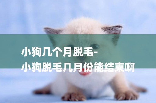 小狗幾個月脫毛-
小狗脫毛幾月份能結束啊