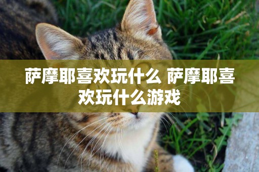 薩摩耶喜歡玩什么 薩摩耶喜歡玩什么游戲