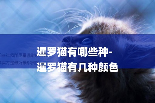 暹羅貓有哪些種-
暹羅貓有幾種顏色