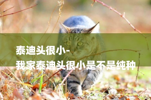泰迪頭很小-
我家泰迪頭很小是不是純種