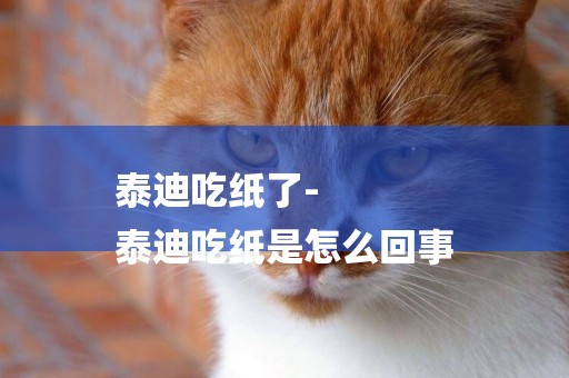 泰迪吃紙了-
泰迪吃紙是怎么回事