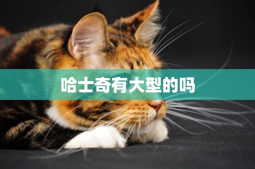 哈士奇有大型的嗎