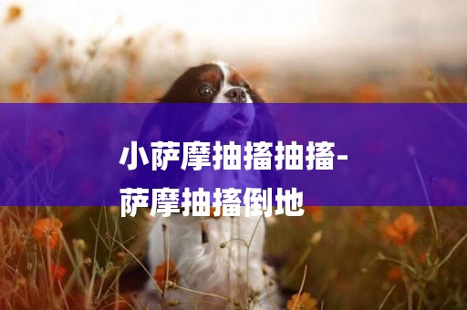 小薩摩抽搐抽搐-
薩摩抽搐倒地