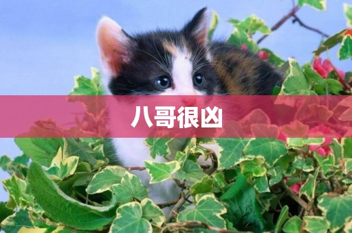 八哥很兇
