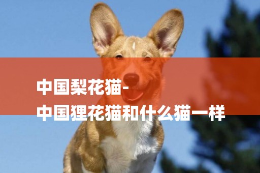 中國梨花貓-
中國貍花貓和什么貓一樣