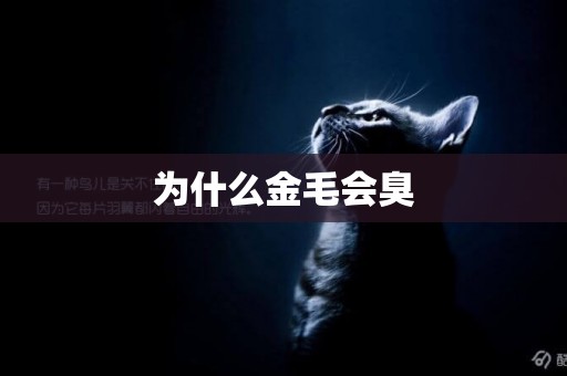 為什么金毛會臭