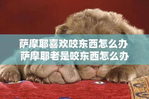 薩摩耶喜歡咬東西怎么辦 薩摩耶老是咬東西怎么辦