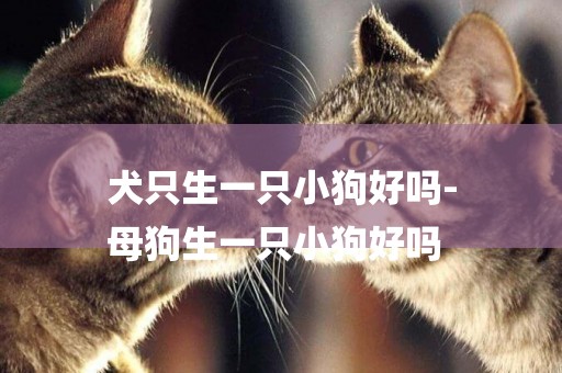 犬只生一只小狗好嗎-
母狗生一只小狗好嗎
