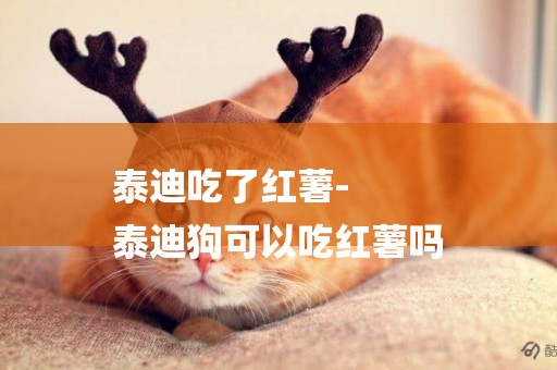 泰迪吃了紅薯-
泰迪狗可以吃紅薯嗎