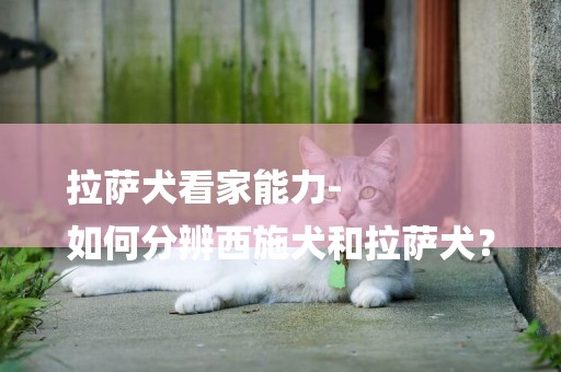 拉薩犬看家能力-
如何分辨西施犬和拉薩犬？