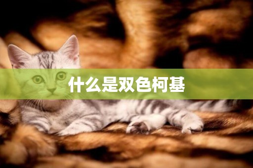 什么是雙色柯基