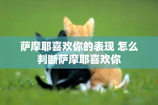 薩摩耶喜歡你的表現 怎么判斷薩摩耶喜歡你