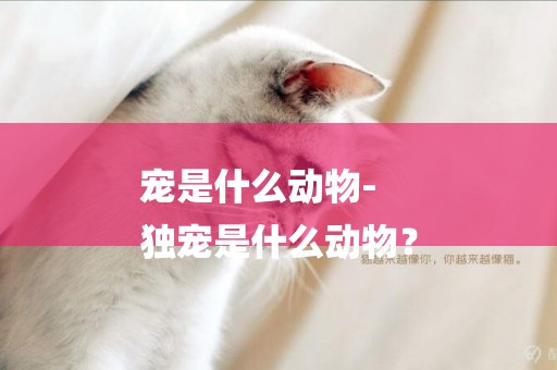 寵是什么動物-
獨寵是什么動物？