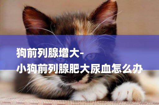 狗前列腺增大-
小狗前列腺肥大尿血怎么辦