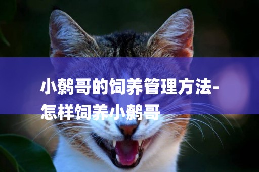 小鷯哥的飼養管理方法-
怎樣飼養小鷯哥