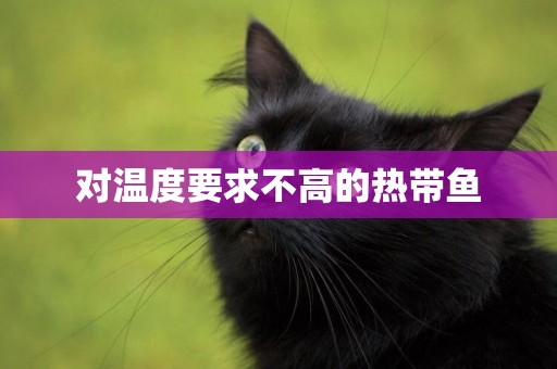 對溫度要求不高的熱帶魚