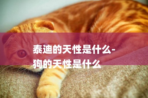 泰迪的天性是什么-
狗的天性是什么
