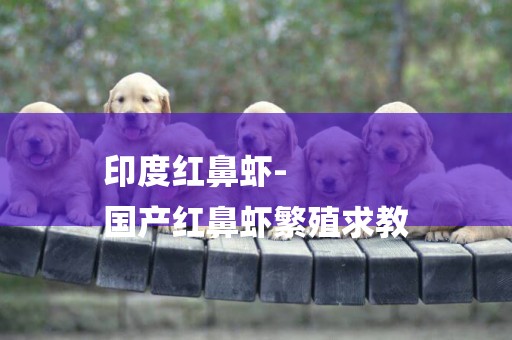 印度紅鼻蝦-
國產紅鼻蝦繁殖求教