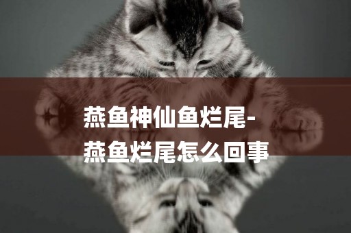 燕魚神仙魚爛尾-
燕魚爛尾怎么回事