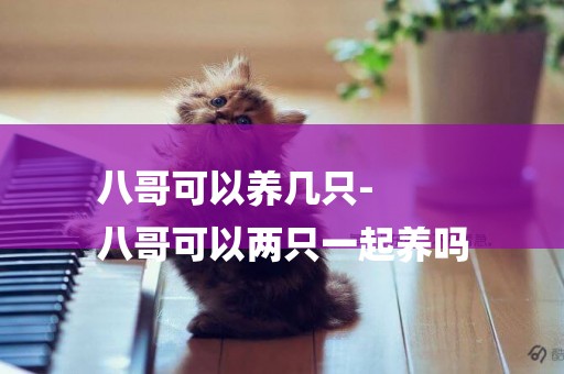 八哥可以養幾只-
八哥可以兩只一起養嗎