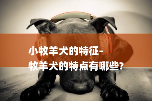 小牧羊犬的特征-
牧羊犬的特點有哪些?