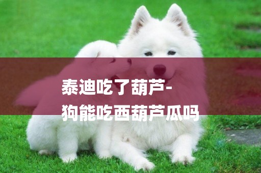 泰迪吃了葫蘆-
狗能吃西葫蘆瓜嗎