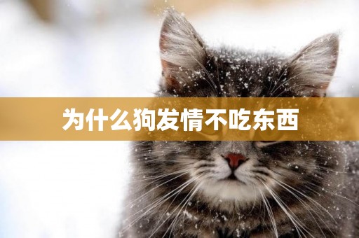 為什么狗發情不吃東西