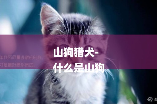 山狗獵犬-
什么是山狗